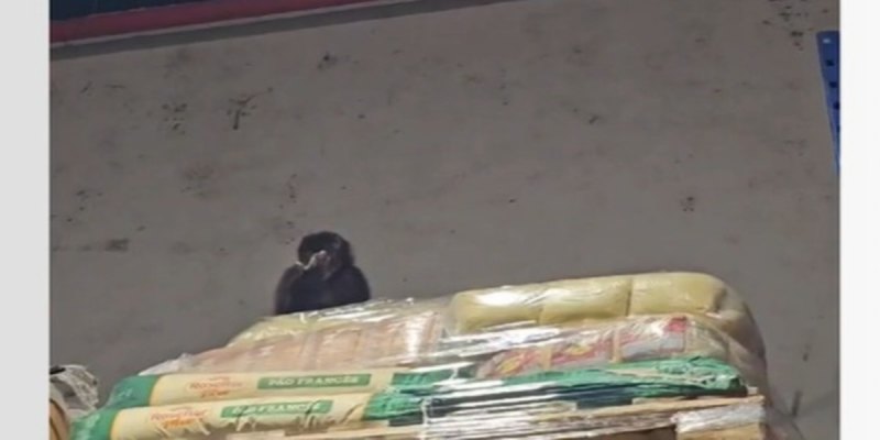 APREENDIDO: Macaco entra em supermercado duas vezes para beber cerveja e comer pinhão 
