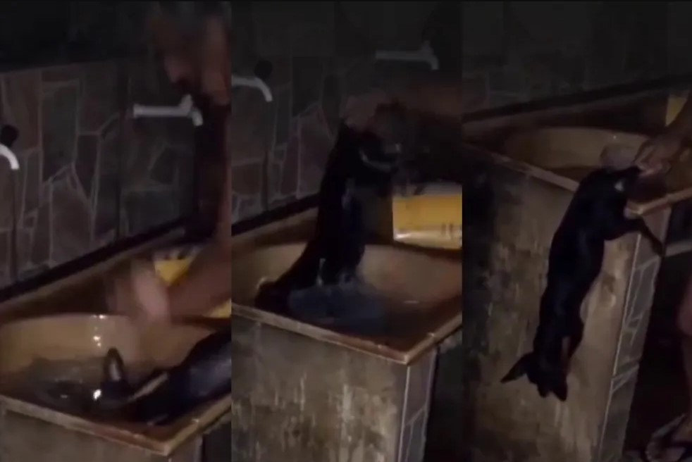 MALDADE: Homem é filmado durante afogamento de cachorro em tanque d’água