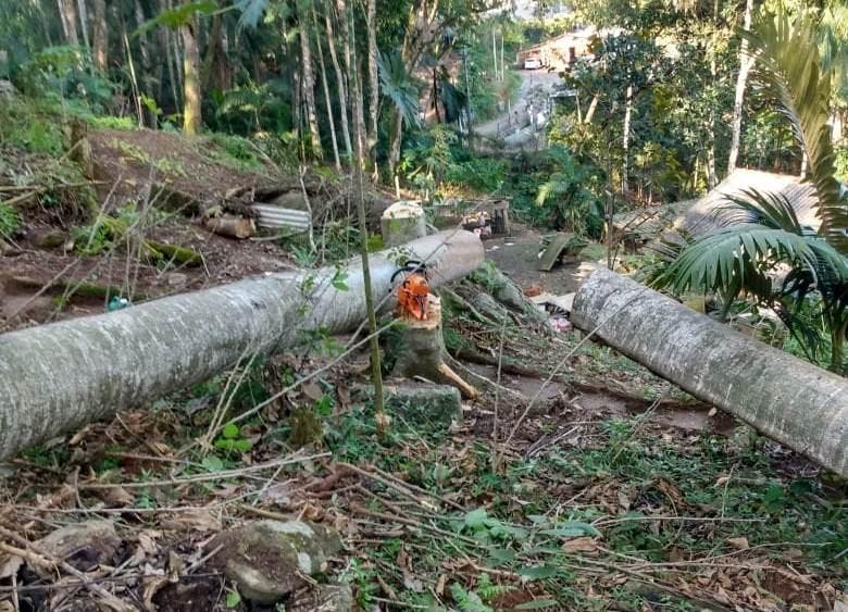 DESMATAMENTO: Sete trabalhadores já morreram durante derrubadas de árvores nos últimos seis meses