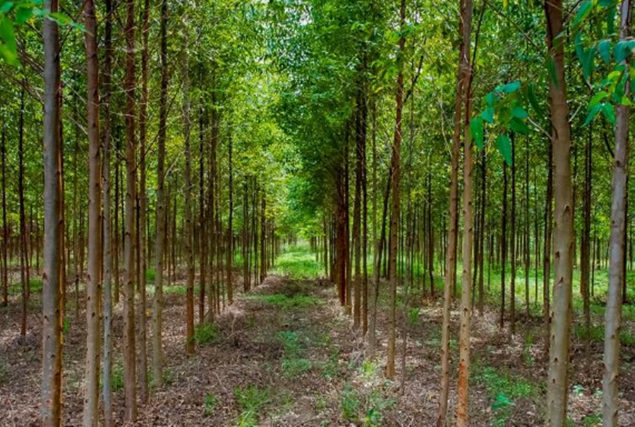 SUSTENTABILIDADE: Calendário Florestal define restrições para proteção durante o período de chuvas