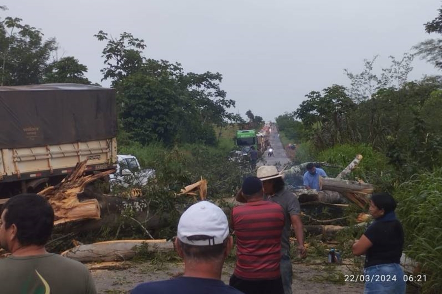 FOTOS E VÍDEOS: Árvore caída provoca acidente envolvendo caminhão e picape da prefeitura de Cerejeiras