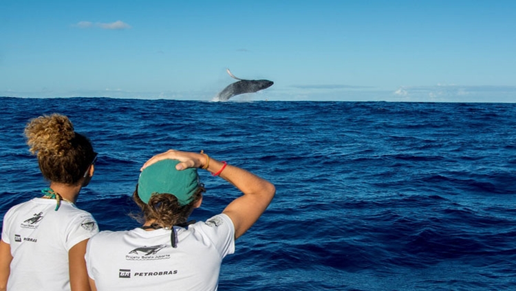 SHOW: Temporada de observação de baleias tem início no Brasil