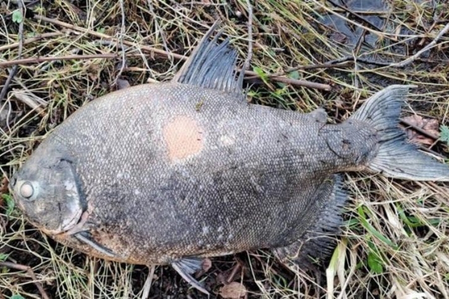INUSITADO: Peixe da Amazônia é encontrado em lago na Irlanda e intriga cientistas