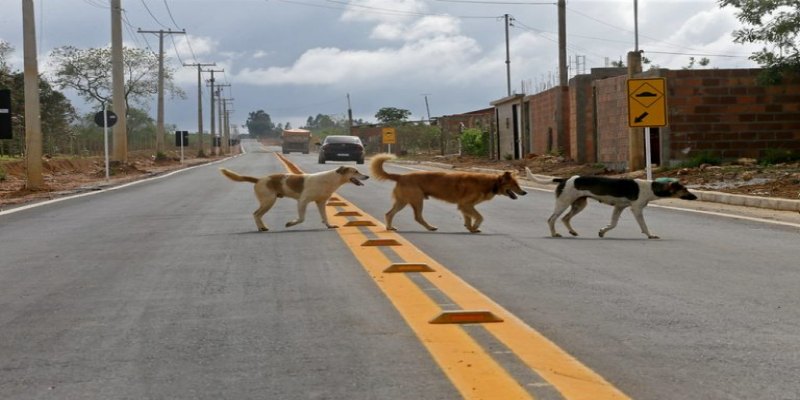 COMPAIXÃO E CUIDADO: Voluntários pedem atenção de motoristas com animais de rua