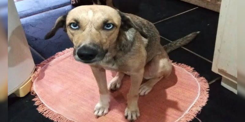 PROCURA-SE: Cachorra desaparecida no bairro Aponiã em Porto Velho