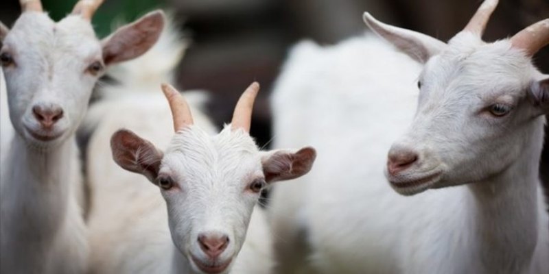 INDUSTRIALIZAÇÃO: Sistema Faperon e Senar debatem criação de suínos e ovinos em RO