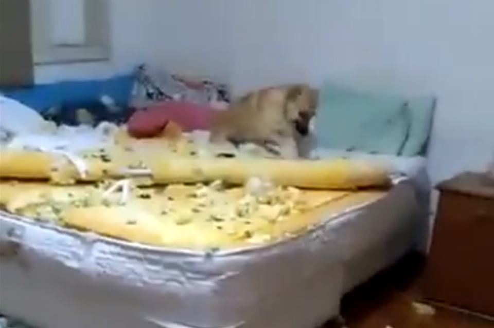 VÍDEO: Cachorro destrói o quarto e a cama da dona, mas ganha a web