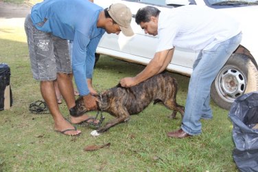 Cacoal realiza vacinação anti-rábica neste sábado