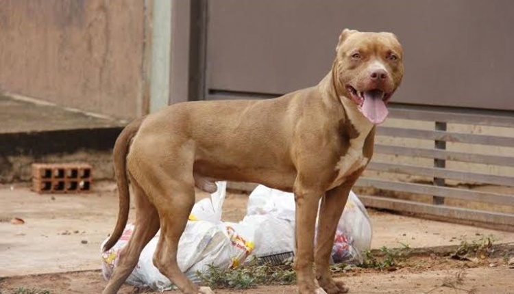 PITBULL: Adolescente é hospitalizado após ser atacado por cachorro na frente de casa