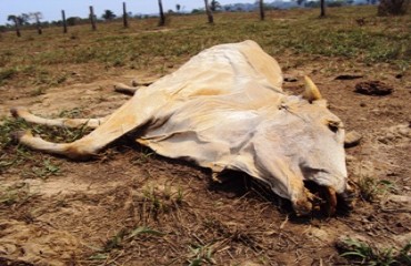 MEIO AMBIENTE – Seca do rio Madeira dificulta vida de ribeirinhos e gado morre em pasto desértico na Amazônia – FOTOS E VÍDEO