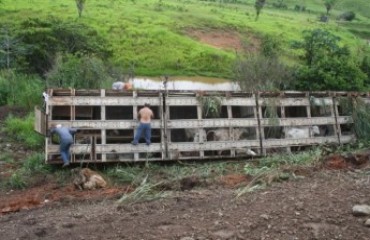 JARU - Caminhão carregado de gado tomba na BR 364 matando inúmeros animais 