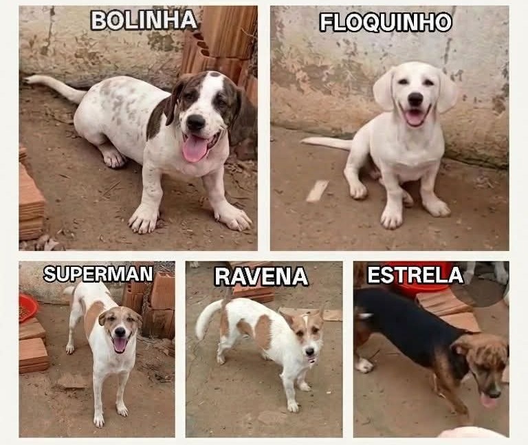 PROCURA-SE: Cinco cães desaparecem na Av. José Vieira Caúla; tutora oferece recompensa