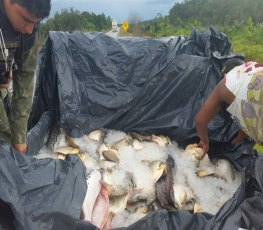 TRANSPORTE ILEGAL - Trio é preso com quase 400 quilos de peixes