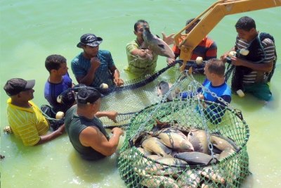 Produção de peixes no Madeira poderá atingir 100 mil toneladas