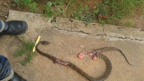 Agente de saúde morre após ser picado por cobra