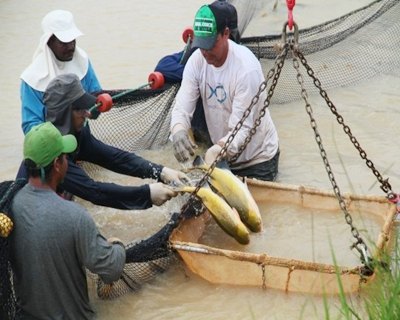 Rondônia pode movimentar R$ 13 bilhões por ano com produção de peixes