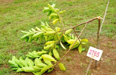 Vândalos atacam mudas nativas plantadas no “espaço alternativo” em Porto Velho