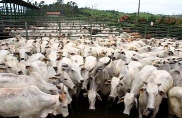 Rebanho de Rondônia chega ao maior índice da história e está 100% protegido contra Febre Aftosa