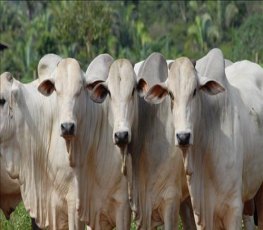 Preço do boi gordo em Rondônia tem nova queda