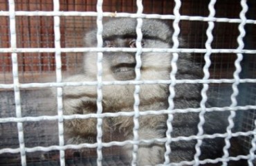 VILHENA - Macaquinho é capturado após invadir residência