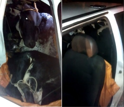 FLAGRANTE: Homens são presos com 4 vacas roubadas dentro de Fiat Uno