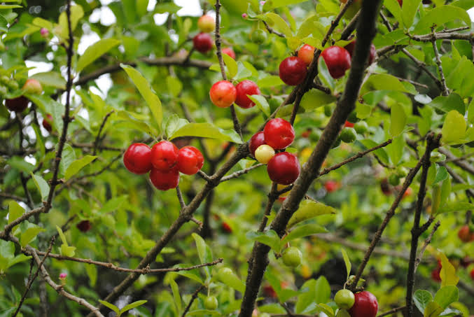 DISFARÇADO: Traficante que vendia droga escondida em pé de acerola é preso 