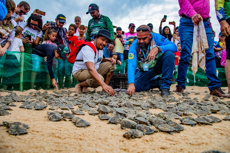 MEIO AMBIENTE: Energisa apoia a soltura de filhotes de tartarugas no rio Guaporé