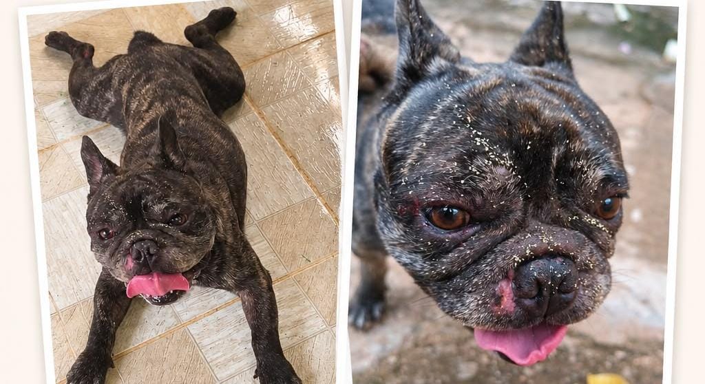 PROCURA-SE O DONO: Buldogue Francês é resgatado após ataque de outros animais na zona Sul