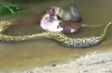 Anaconda regurgita vaca inteira em rio de floresta brasileira – Vídeo 