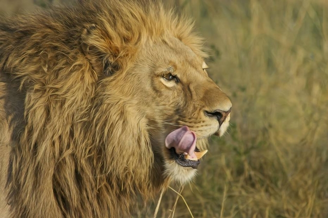 PREDADORES: Caçadores são devorados por leões em reserva na África do Sul