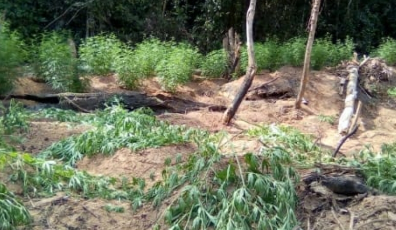 ILEGALIDADE: Plantação de maconha é destruída em aldeia indígena