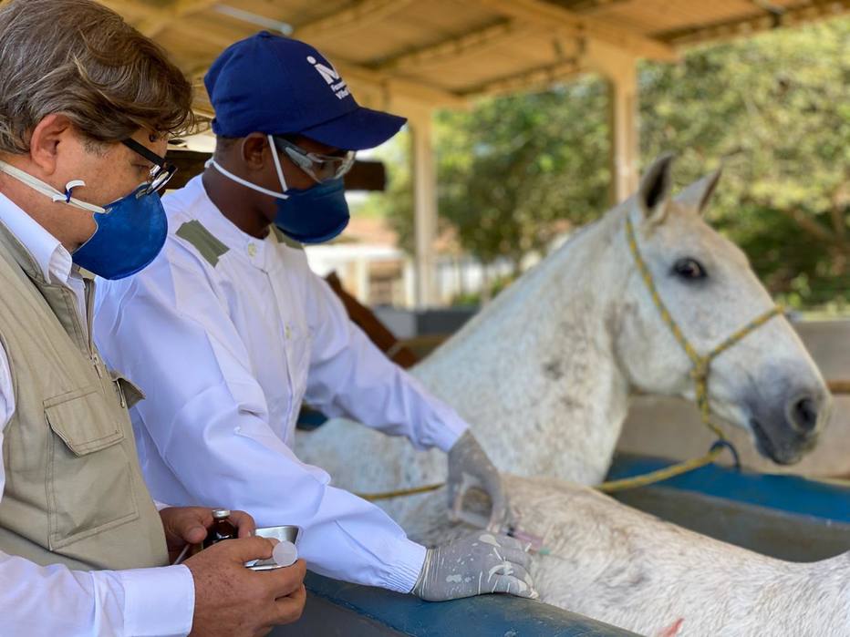 EM CAVALOS: Brasileiros induzem anticorpos contra Covid até 50 vezes mais fortes 