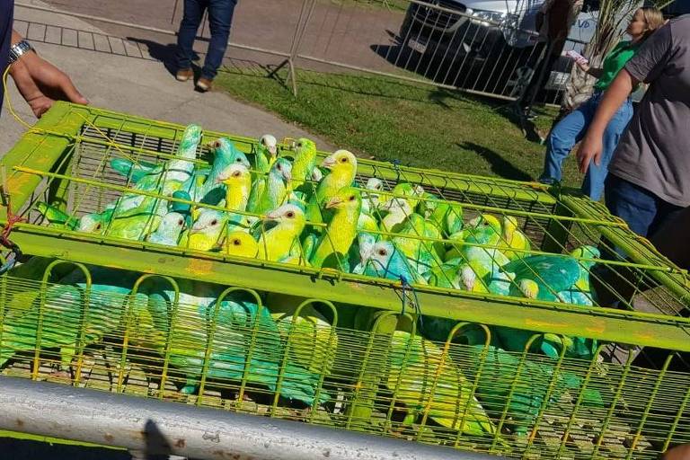 MARCHA PARA JESUS: Pombos são pintados de verde e amarelo em evento pró-Bolsonaro em Vitória