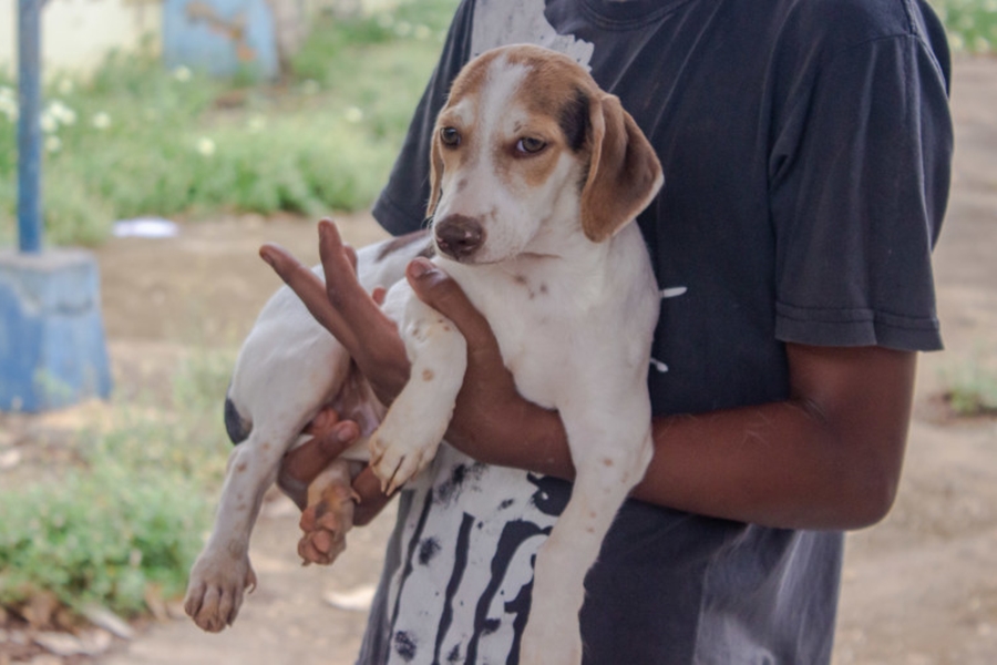 ATENDIMENTOS: Saiba como funciona o serviço de bem-estar animal em Porto Velho