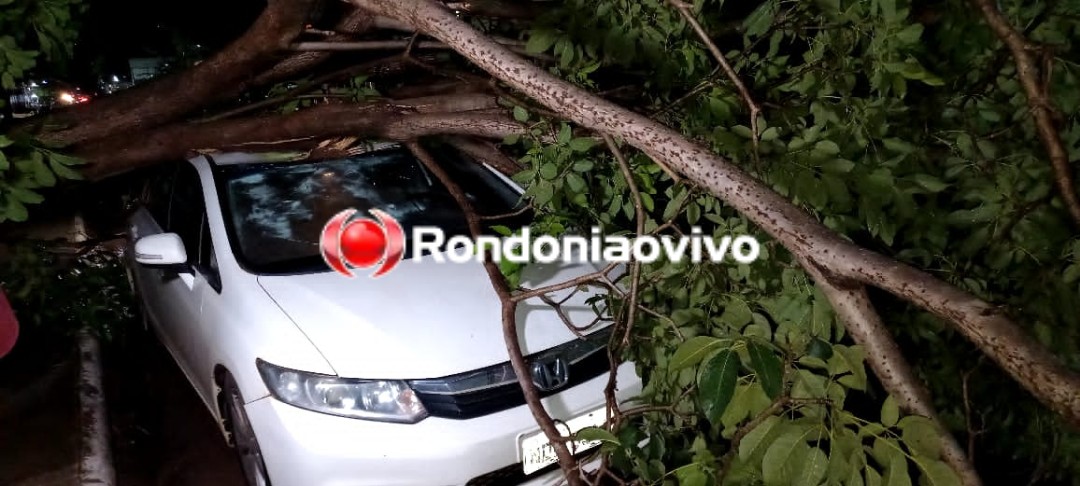 DESTRUIÇÃO: Honda Civic é atingido por árvore que caiu durante forte ventania 