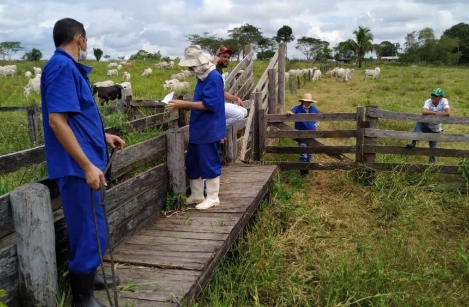 FEBRE AFTOSA: Idaron realiza coleta de sangue para comprovar ausência de circulação viral