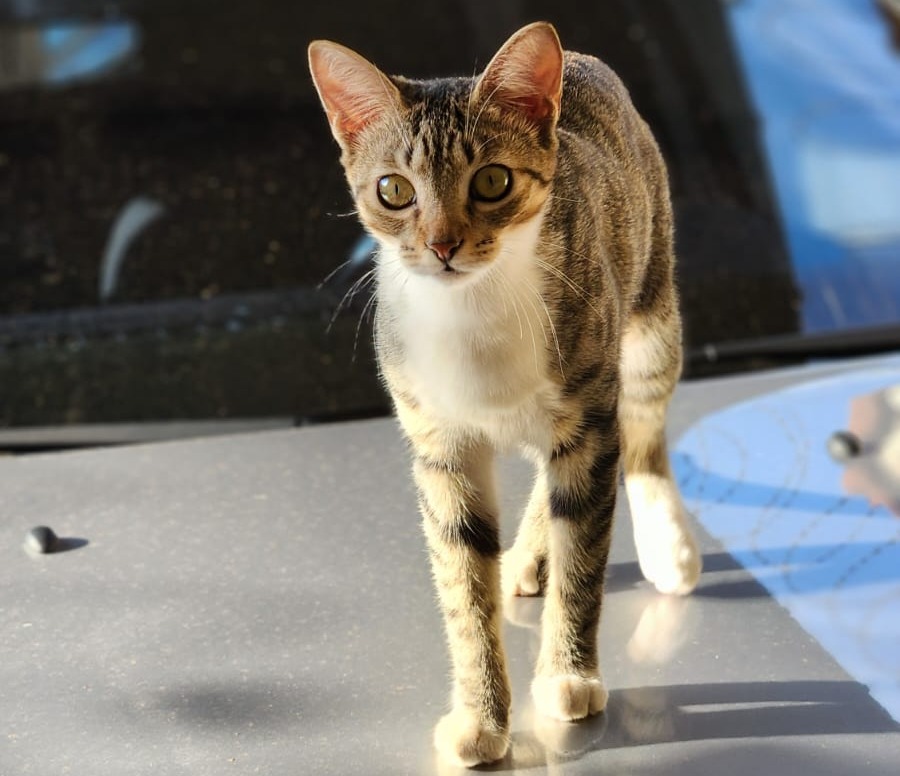 ‘MANINHA’: Tutora procura por gatinha desaparecida em Porto Velho