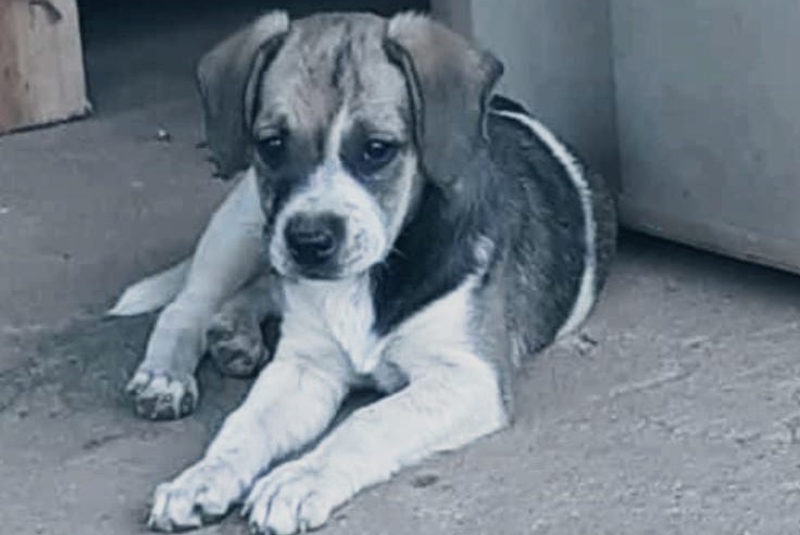 VÍDEO: Motorista de carro é flagrado furtando cachorrinha na frente de casa