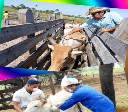 Rondônia livre de aftosa, sem vacinação: os dois lados da moeda  