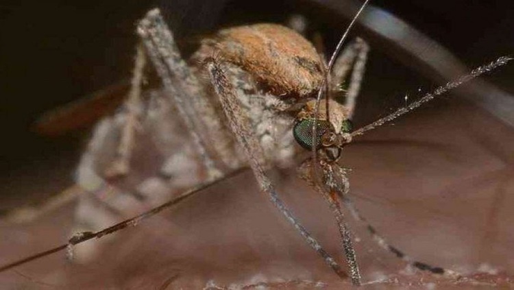 OUTRA DOENÇA: Detectado pela primeira vez no Brasil, o vírus do Nilo Ocidental