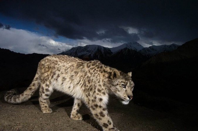 MEDO:  Leopardo foge de zoológico e população de cidade entra em pânico