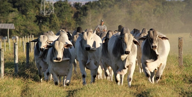 Produção de carne gerará mais receita em 2018