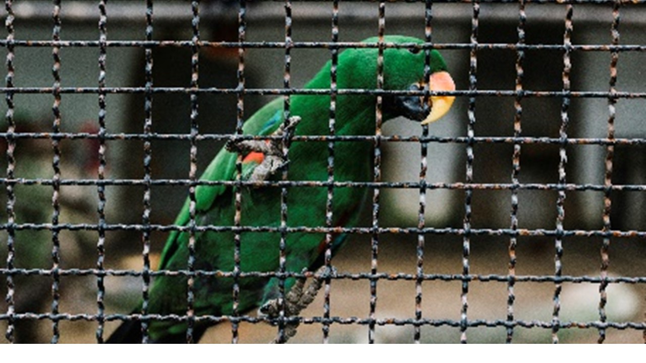 PROTEÇÃO ANIMAL: Tráfico de animais silvestres ganha punições mais severas com nova lei 