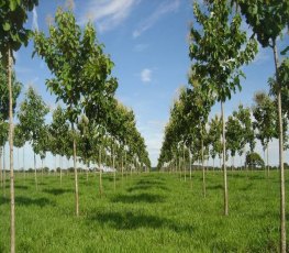 Plantio de teca é um dos temas para o Dia de Campo