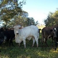 Bezerro de qualidade é essencial para o lucro da pecuária de corte