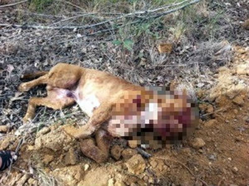 FERA SOLTA: Morador aciona PM e Pit Bull é abatido a tiros após ataques