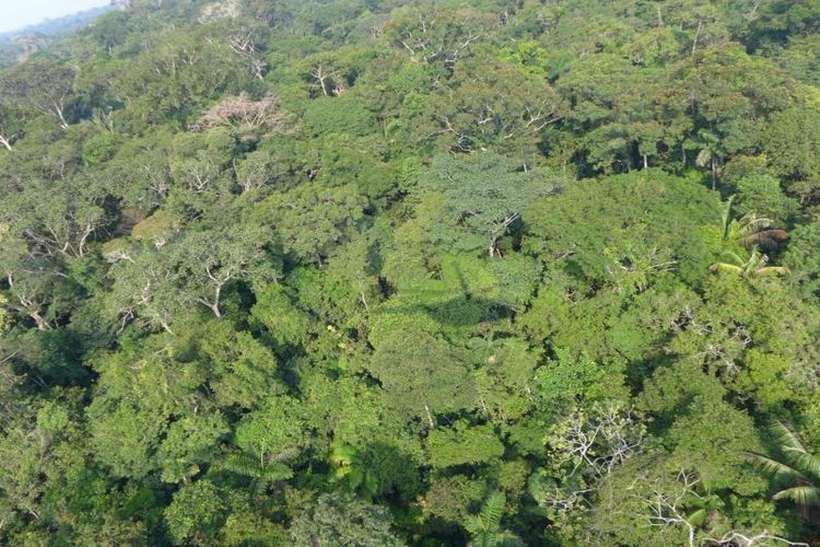 MEIO AMBIENTE: Desmatamento na Amazônia aumenta pelo quinto mês consecutivo