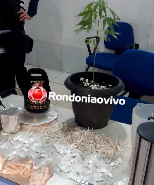 BOCA DE FUMO: PM prende traficante com quase 400 porções de drogas e pé de maconha