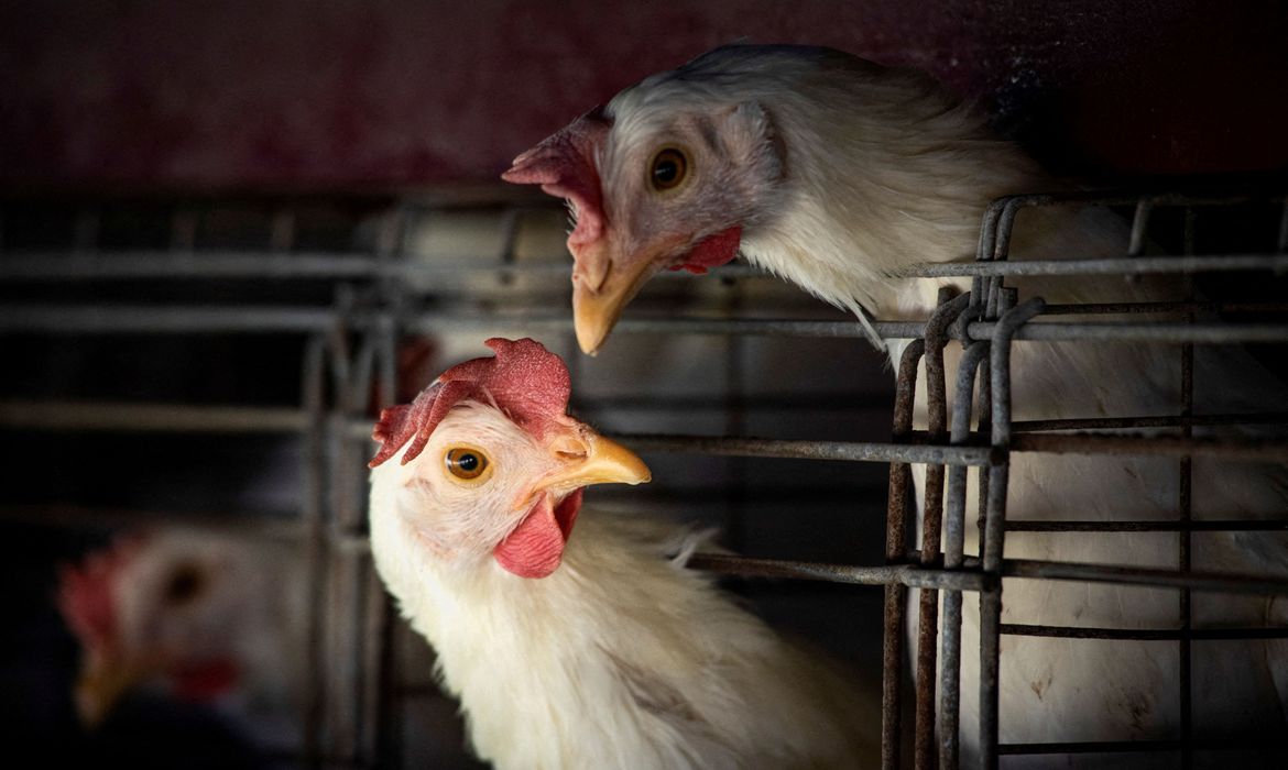 ALERTA: Brasil decreta emergência zoossanitária devido a Gripe aviária 