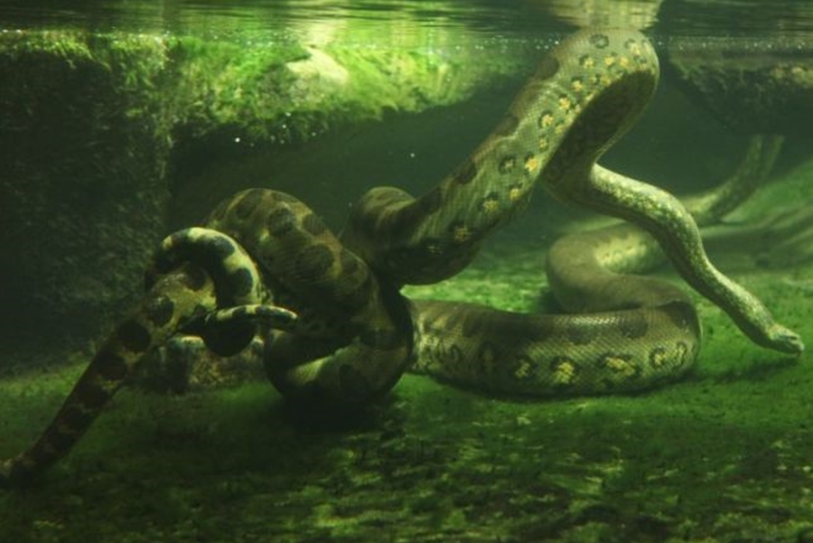 VÍDEO: Com 8 metros e 200 kg, maior cobra do mundo é encontrada na floresta amazônica